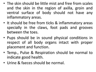 • The skin should be little mist and free from scales
and the skin in the region of axilla, groin and
ventral surface of body should not have any
inflammatory areas.
• It should be free from ticks & inflammatory areas
specially in the claws, foot pads and grooves
between the toes.
• Pups should be in sound physical conditions in
respect of all body organs intact with proper
placement and function.
• Temp., Pulse & Respiration should be normal to
indicate good health.
• Urine & faeces should be normal.
 
