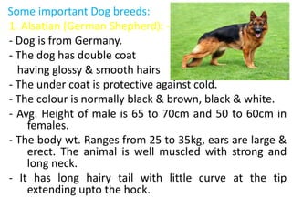 Some important Dog breeds:
1. Alsatian (German Shepherd): -
- Dog is from Germany.
- The dog has double coat
having glossy & smooth hairs
- The under coat is protective against cold.
- The colour is normally black & brown, black & white.
- Avg. Height of male is 65 to 70cm and 50 to 60cm in
females.
- The body wt. Ranges from 25 to 35kg, ears are large &
erect. The animal is well muscled with strong and
long neck.
- It has long hairy tail with little curve at the tip
extending upto the hock.
 