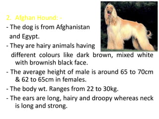 2. Afghan Hound: -
- The dog is from Afghanistan
and Egypt.
- They are hairy animals having
different colours like dark brown, mixed white
with brownish black face.
- The average height of male is around 65 to 70cm
& 62 to 65cm in females.
- The body wt. Ranges from 22 to 30kg.
- The ears are long, hairy and droopy whereas neck
is long and strong.
 