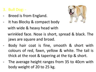 3. Bull Dog: -
- Breed is from England.
- It has Blocky & compact body
with wide & heavy head with
wrinkled face. Nose is short, spread & black. The
jaws are square and broad.
- Body hair coat is fine, smooth & short with
colours of red, fawn, yellow & white. The tail is
thick at the root & tapering at the tip & short.
- The average height ranges from 35 to 40cm with
body weight of 20 to 25 kg.
 
