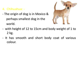 4. Chihuahua: -
- The origin of dog is in Mexico &
perhaps smallest dog in the
world.
- with height of 12 to 15cm and body weight of 1 to
2 kg.
- It has smooth and short body coat of various
colour.
 