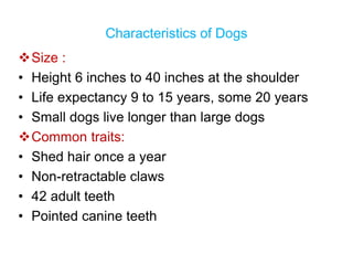 Characteristics of Dogs
Size :
• Height 6 inches to 40 inches at the shoulder
• Life expectancy 9 to 15 years, some 20 years
• Small dogs live longer than large dogs
Common traits:
• Shed hair once a year
• Non-retractable claws
• 42 adult teeth
• Pointed canine teeth
 