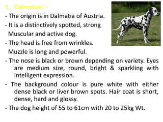5. Dalmatian: -
- The origin is in Dalmatia of Austria.
- It is a distinctively spotted, strong
Muscular and active dog.
- The head is free from wrinkles.
Muzzle is long and powerful.
- The nose is black or brown depending on variety. Eyes
are medium size, round, bright & sparkling with
intelligent expression.
- The background colour is pure white with either
dense black or liver brown spots. Hair coat is short,
dense, hard and glossy.
- The dog height of 55 to 61cm with 20 to 25kg Wt.
 