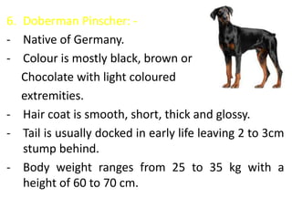 6. Doberman Pinscher: -
- Native of Germany.
- Colour is mostly black, brown or
Chocolate with light coloured
extremities.
- Hair coat is smooth, short, thick and glossy.
- Tail is usually docked in early life leaving 2 to 3cm
stump behind.
- Body weight ranges from 25 to 35 kg with a
height of 60 to 70 cm.
 
