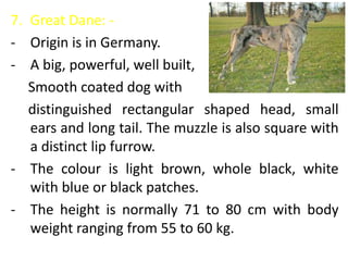 7. Great Dane: -
- Origin is in Germany.
- A big, powerful, well built,
Smooth coated dog with
distinguished rectangular shaped head, small
ears and long tail. The muzzle is also square with
a distinct lip furrow.
- The colour is light brown, whole black, white
with blue or black patches.
- The height is normally 71 to 80 cm with body
weight ranging from 55 to 60 kg.
 