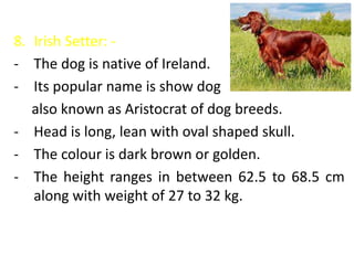 8. Irish Setter: -
- The dog is native of Ireland.
- Its popular name is show dog
also known as Aristocrat of dog breeds.
- Head is long, lean with oval shaped skull.
- The colour is dark brown or golden.
- The height ranges in between 62.5 to 68.5 cm
along with weight of 27 to 32 kg.
 
