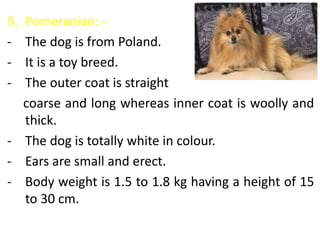 9. Pomeranian: -
- The dog is from Poland.
- It is a toy breed.
- The outer coat is straight
coarse and long whereas inner coat is woolly and
thick.
- The dog is totally white in colour.
- Ears are small and erect.
- Body weight is 1.5 to 1.8 kg having a height of 15
to 30 cm.
 