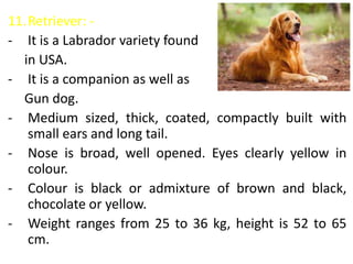 11.Retriever: -
- It is a Labrador variety found
in USA.
- It is a companion as well as
Gun dog.
- Medium sized, thick, coated, compactly built with
small ears and long tail.
- Nose is broad, well opened. Eyes clearly yellow in
colour.
- Colour is black or admixture of brown and black,
chocolate or yellow.
- Weight ranges from 25 to 36 kg, height is 52 to 65
cm.
 