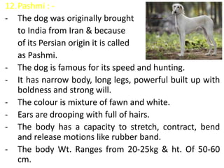 12.Pashmi : -
- The dog was originally brought
to India from Iran & because
of its Persian origin it is called
as Pashmi.
- The dog is famous for its speed and hunting.
- It has narrow body, long legs, powerful built up with
boldness and strong will.
- The colour is mixture of fawn and white.
- Ears are drooping with full of hairs.
- The body has a capacity to stretch, contract, bend
and release motions like rubber band.
- The body Wt. Ranges from 20-25kg & ht. Of 50-60
cm.
 