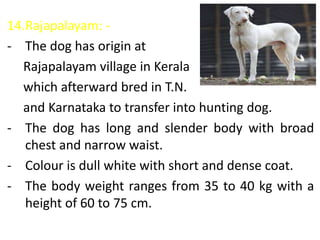 14.Rajapalayam: -
- The dog has origin at
Rajapalayam village in Kerala
which afterward bred in T.N.
and Karnataka to transfer into hunting dog.
- The dog has long and slender body with broad
chest and narrow waist.
- Colour is dull white with short and dense coat.
- The body weight ranges from 35 to 40 kg with a
height of 60 to 75 cm.
 