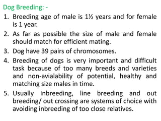 Dog Breeding: -
1. Breeding age of male is 1½ years and for female
is 1 year.
2. As far as possible the size of male and female
should match for efficient mating.
3. Dog have 39 pairs of chromosomes.
4. Breeding of dogs is very important and difficult
task because of too many breeds and varieties
and non-avialability of potential, healthy and
matching size males in time.
5. Usually Inbreeding, line breeding and out
breeding/ out crossing are systems of choice with
avoiding inbreeding of too close relatives.
 