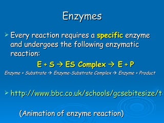 Enzymes Every reaction requires a  specific  enzyme and undergoes the following enzymatic reaction: E  +  S      ES Complex     E  +  P Enzyme + Substrate    Enzyme-Substrate Complex     Enzyme + Product http://www.bbc.co.uk/schools/gcsebitesize/teachers/biology/activities.shtml   (Animation of enzyme reaction)  