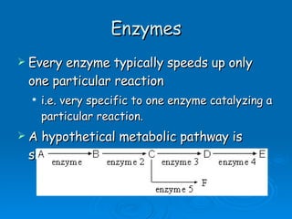 Enzymes Every enzyme typically speeds up only one particular reaction  i.e. very specific to one enzyme catalyzing a particular reaction. A hypothetical metabolic pathway is shown below: 