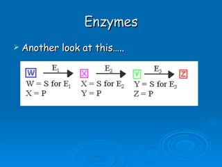 Enzymes Another look at this….. 