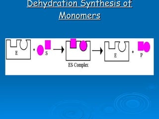 Dehydration Synthesis of Monomers 