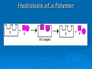 Hydrolysis of a Polymer 