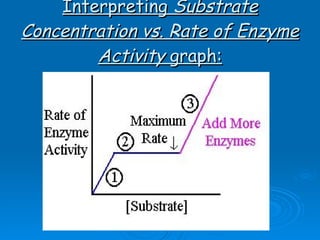 Interpreting  Substrate Concentration vs. Rate of Enzyme   Activity  graph: 