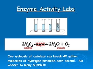 Enzyme Activity Labs   One molecule of catalase can break 40 million molecules of hydrogen peroxide each second.  No wonder so many bubbles!!! 