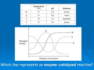 Which line represents an  enzyme-catalyzed  reaction? 