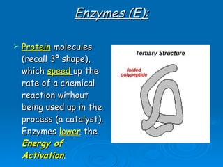 Enzymes ( E ): Protein  molecules (recall 3º shape), which  speed   up the rate of a chemical reaction without being used up in the process (a catalyst).  Enzymes  lower  the  Energy of Activation . 