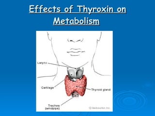 Effects of Thyroxin on Metabolism   