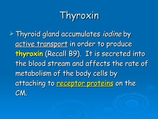 Thyroxin Thyroid gland accumulates  iodine  by  active transport  in order to produce  thyroxin   (Recall B9).  It is secreted into the blood stream and affects the rate of metabolism of the body cells by attaching to  receptor proteins  on the CM. 