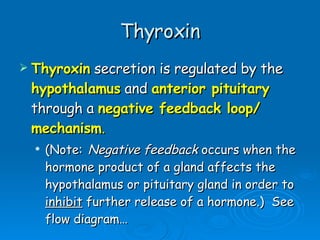Thyroxin Thyroxin  secretion is regulated by the  hypothalamus  and  anterior pituitary  through a  negative feedback loop/ mechanism .   (Note:   Negative feedback  occurs when the hormone product of a gland affects the hypothalamus or pituitary gland in order to  inhibit  further release of a hormone.)  See flow diagram… 