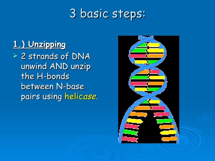Unit B5 6 Dna Replication