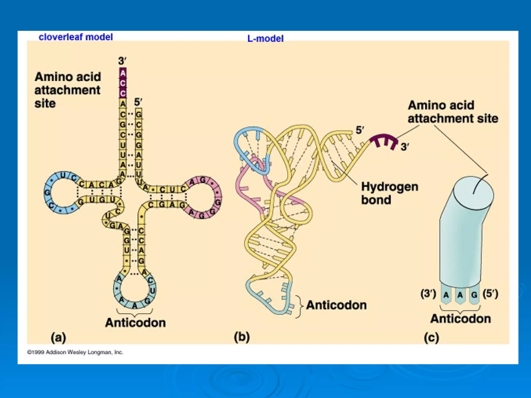 Unit B7 8 Protein Synthesis