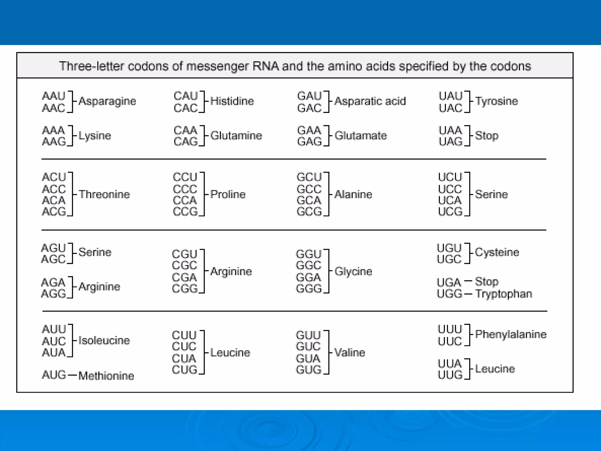 Unit B7 8 Protein Synthesis