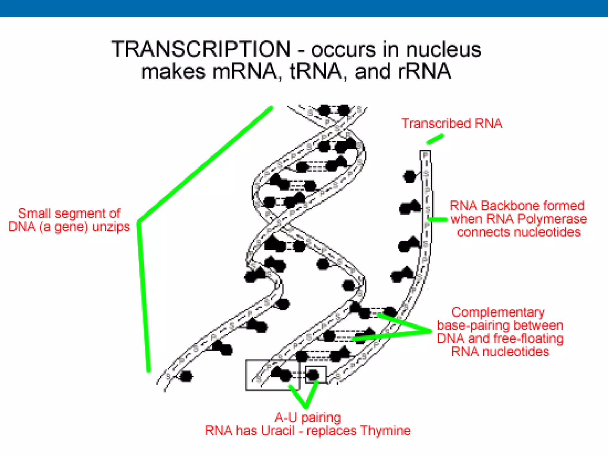 Unit B7 8 Protein Synthesis