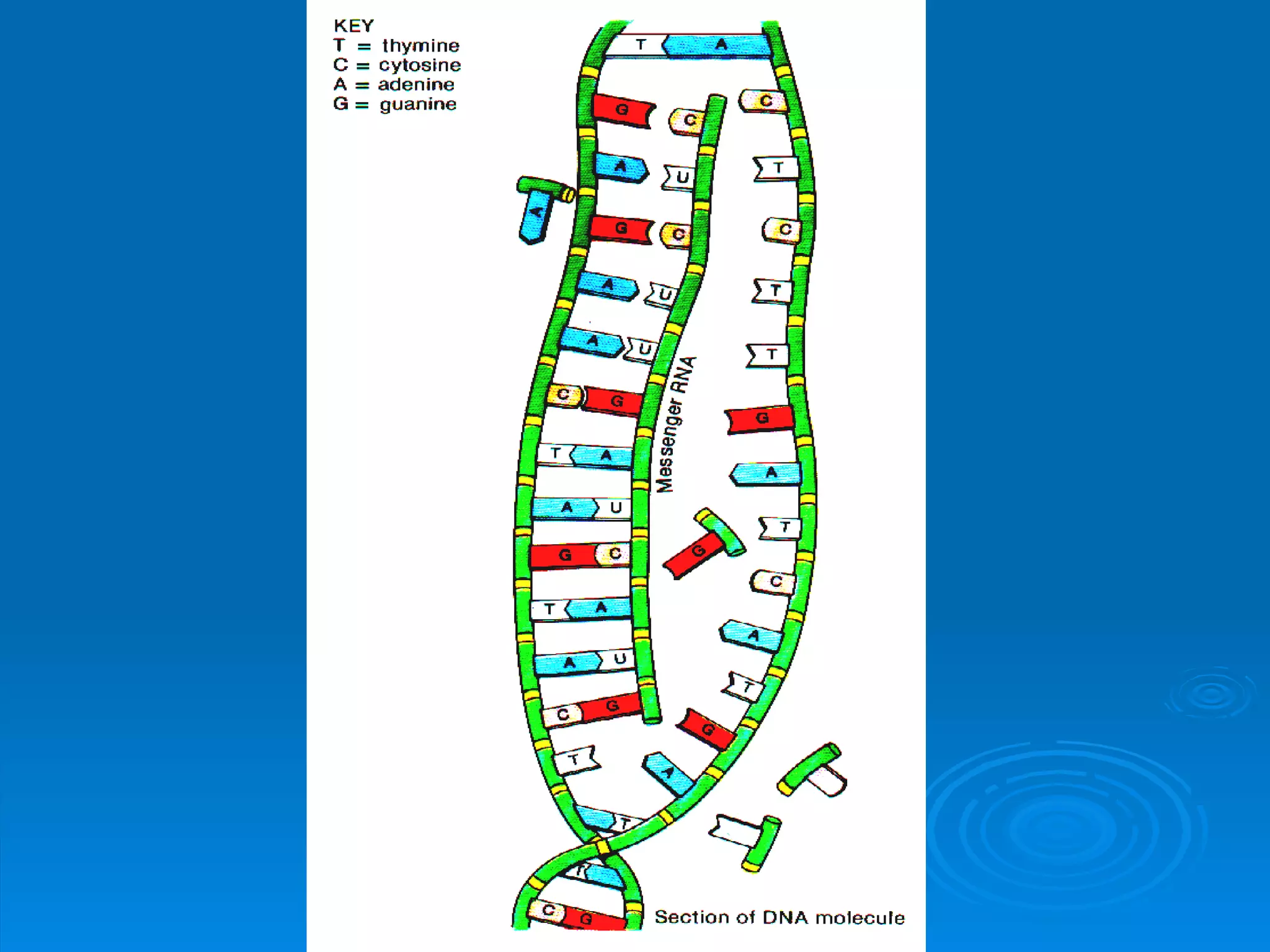 Unit B7 8 Protein Synthesis