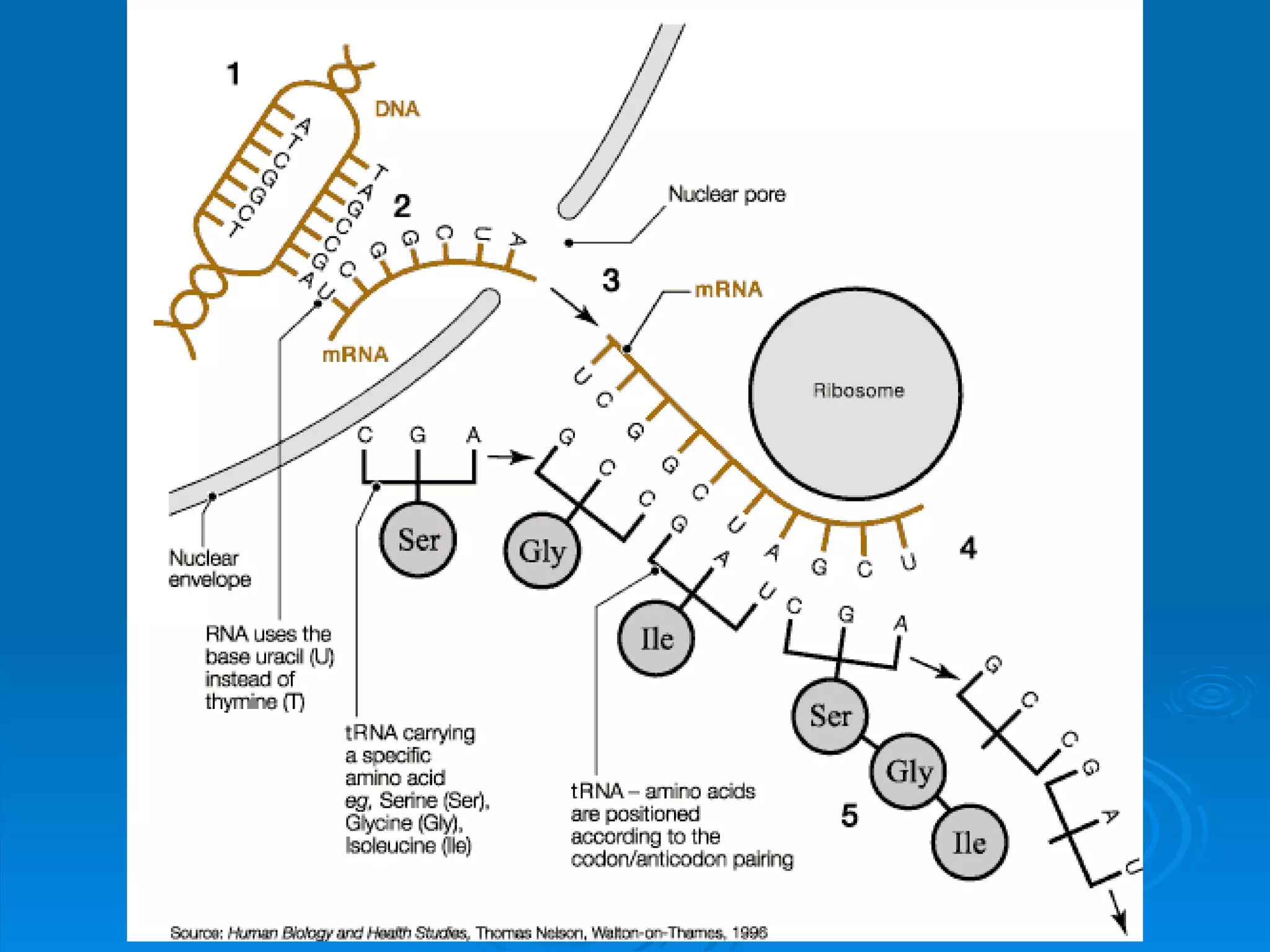 Unit B7 8 Protein Synthesis