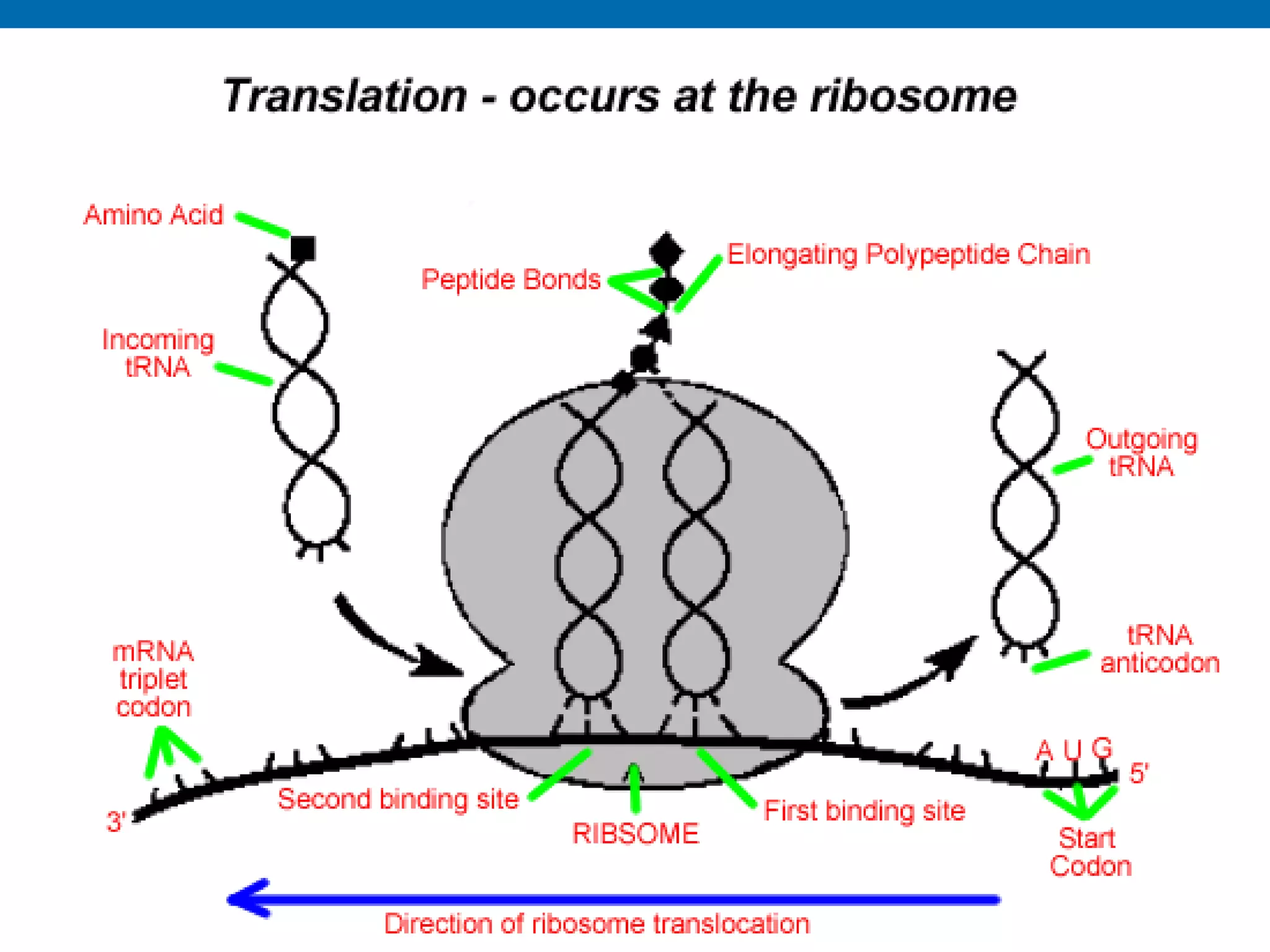 Unit B7 8 Protein Synthesis