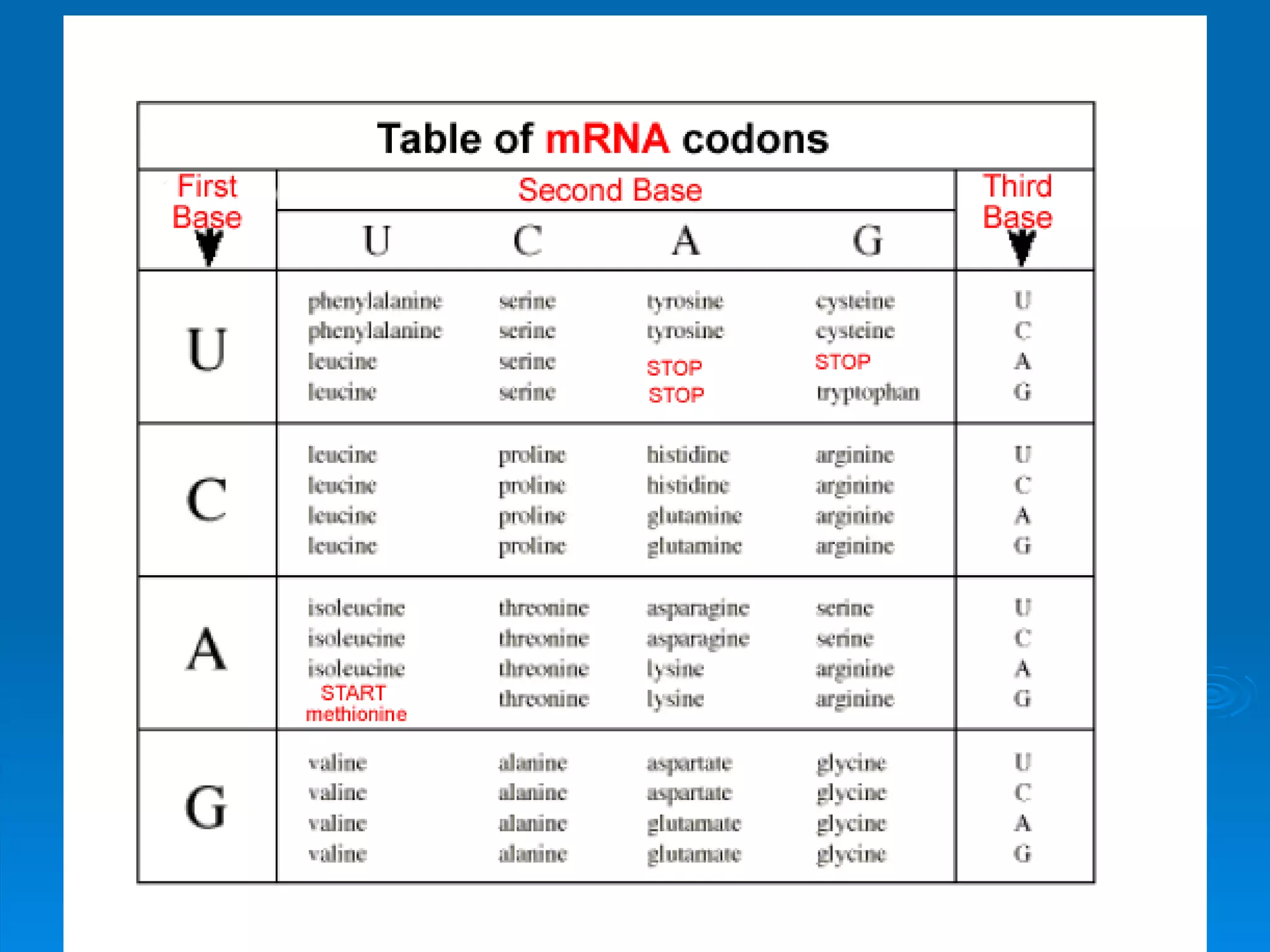 Unit B7 8 Protein Synthesis