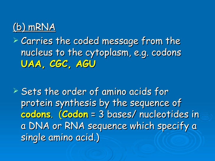 Unit B7 8 Protein Synthesis
