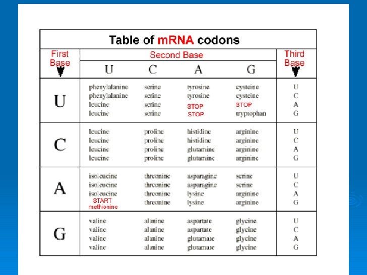 Старт кодон транскрипции. Старт кодон днк. 64 аминокислоты. Amino acids table. Second base of the codon.