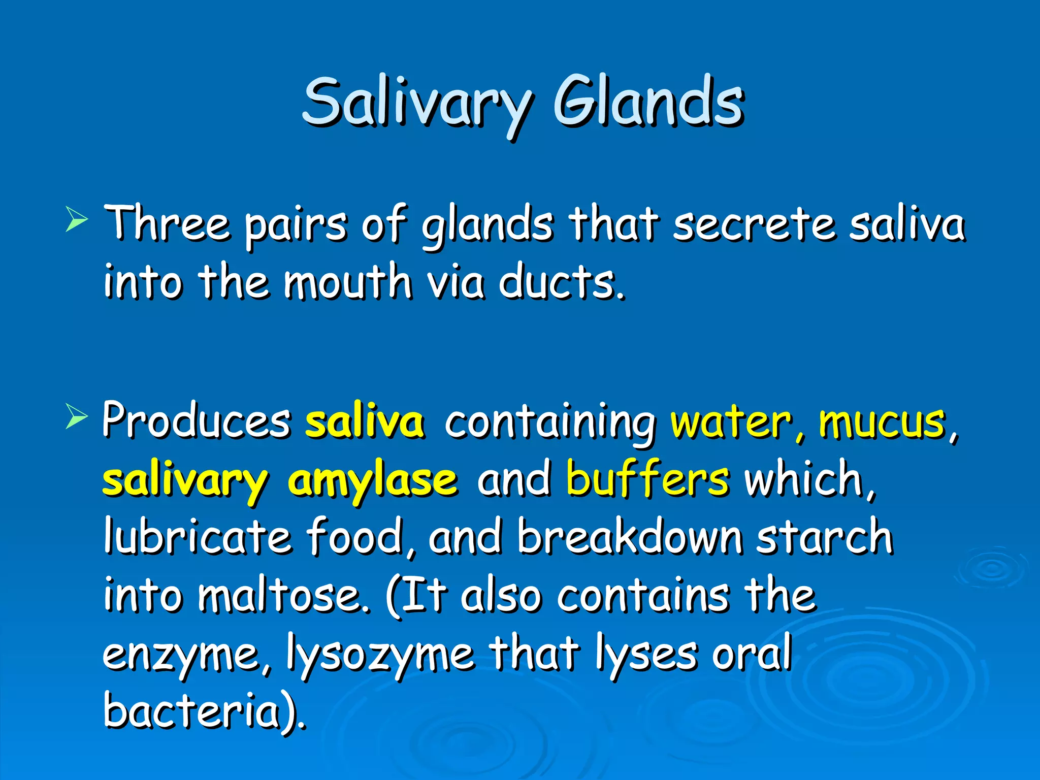 Salivary Glands Three pairs of glands that secrete saliva into the mouth via ducts. Produces  saliva   containing  water, mucus ,  salivary amylase   and  buffers  which, lubricate food, and breakdown starch into maltose. (It also contains the enzyme, lysozyme that lyses oral bacteria). 
