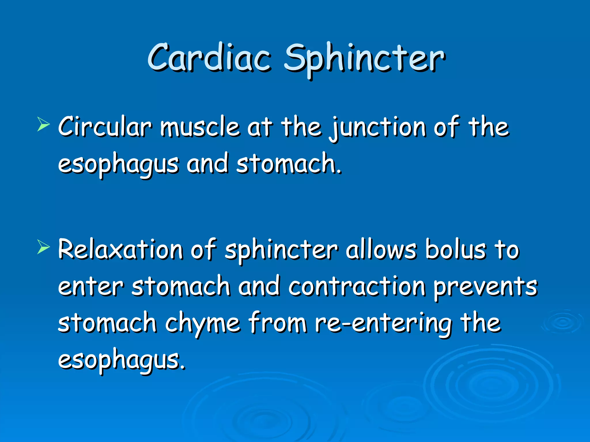 Cardiac Sphincter Circular muscle at the junction of the esophagus and stomach. Relaxation of sphincter allows bolus to enter stomach and contraction prevents stomach chyme from re-entering the esophagus.  