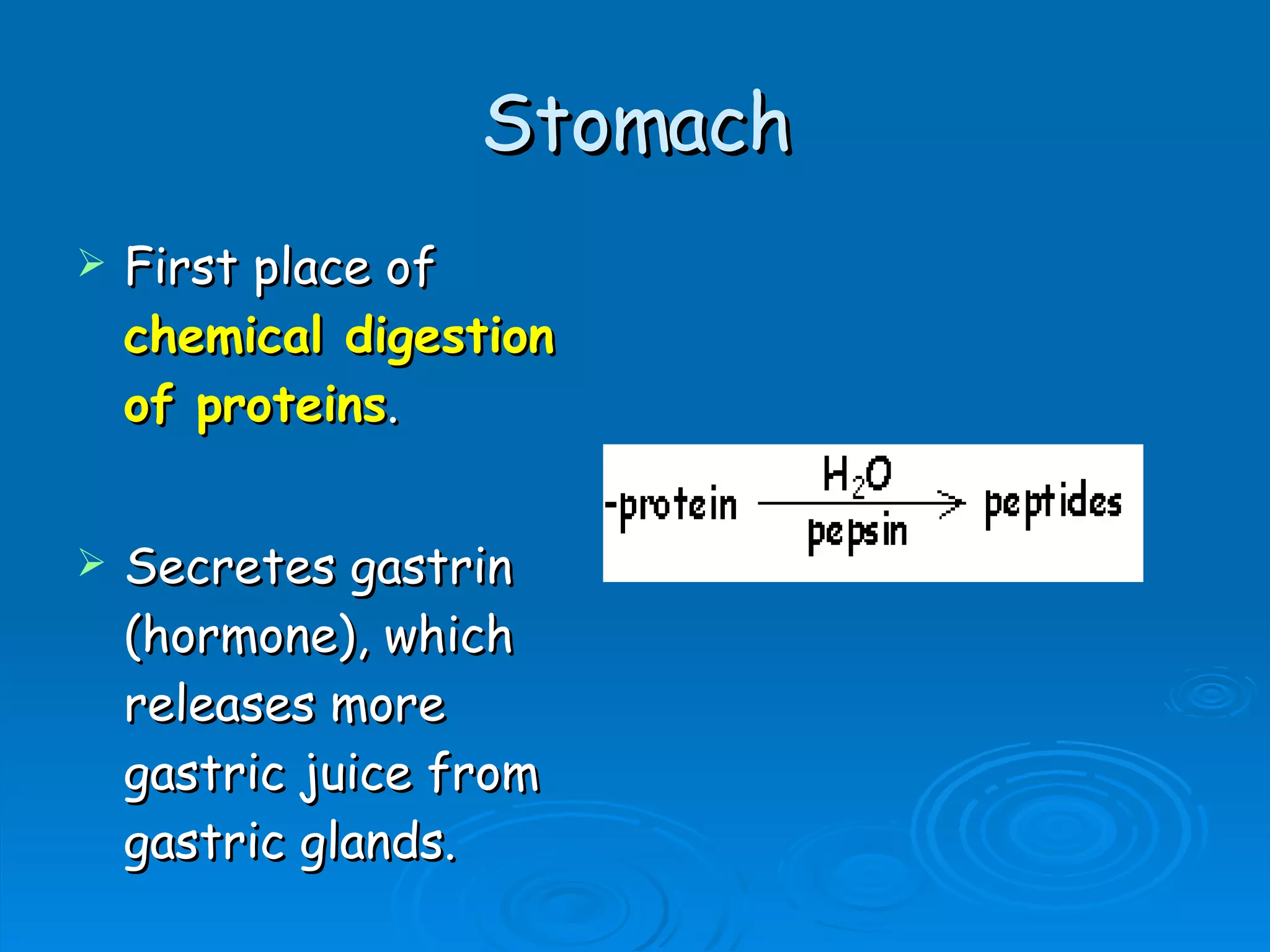 Stomach First place of  chemical digestion of proteins . Secretes gastrin (hormone), which releases more gastric juice from gastric glands.  