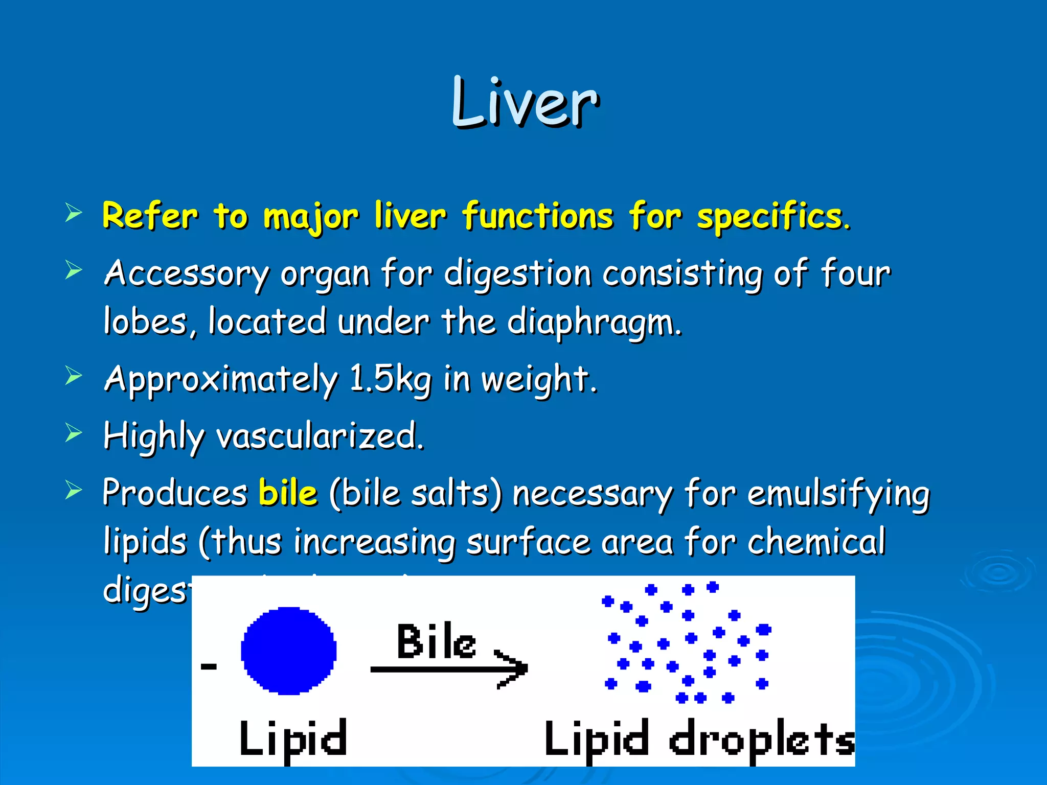 Liver Refer to major liver functions for specifics . Accessory organ for digestion consisting of four lobes, located under the diaphragm. Approximately 1.5kg in weight. Highly vascularized. Produces  bile  (bile salts) necessary for emulsifying lipids (thus increasing surface area for chemical digestion by lip ase ).  