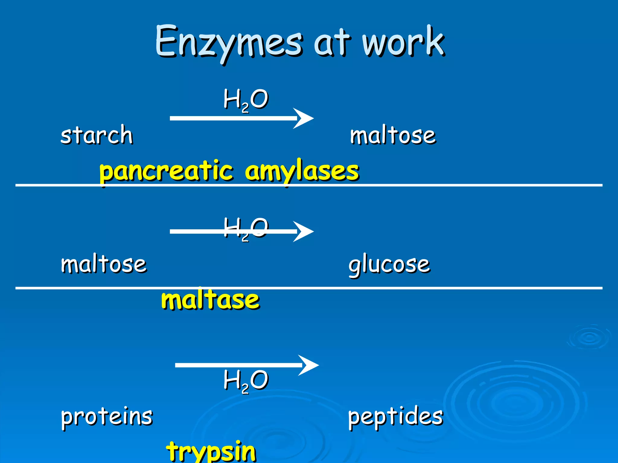 Enzymes at work H 2 O starch  maltose pancreatic amylases H 2 O maltose  glucose maltase   H 2 O proteins  peptides   trypsin 