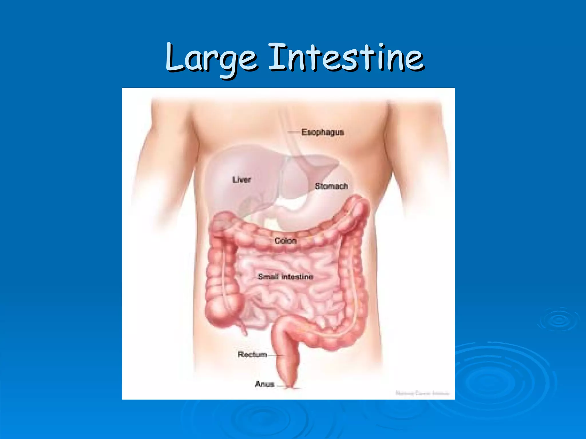 Large Intestine 