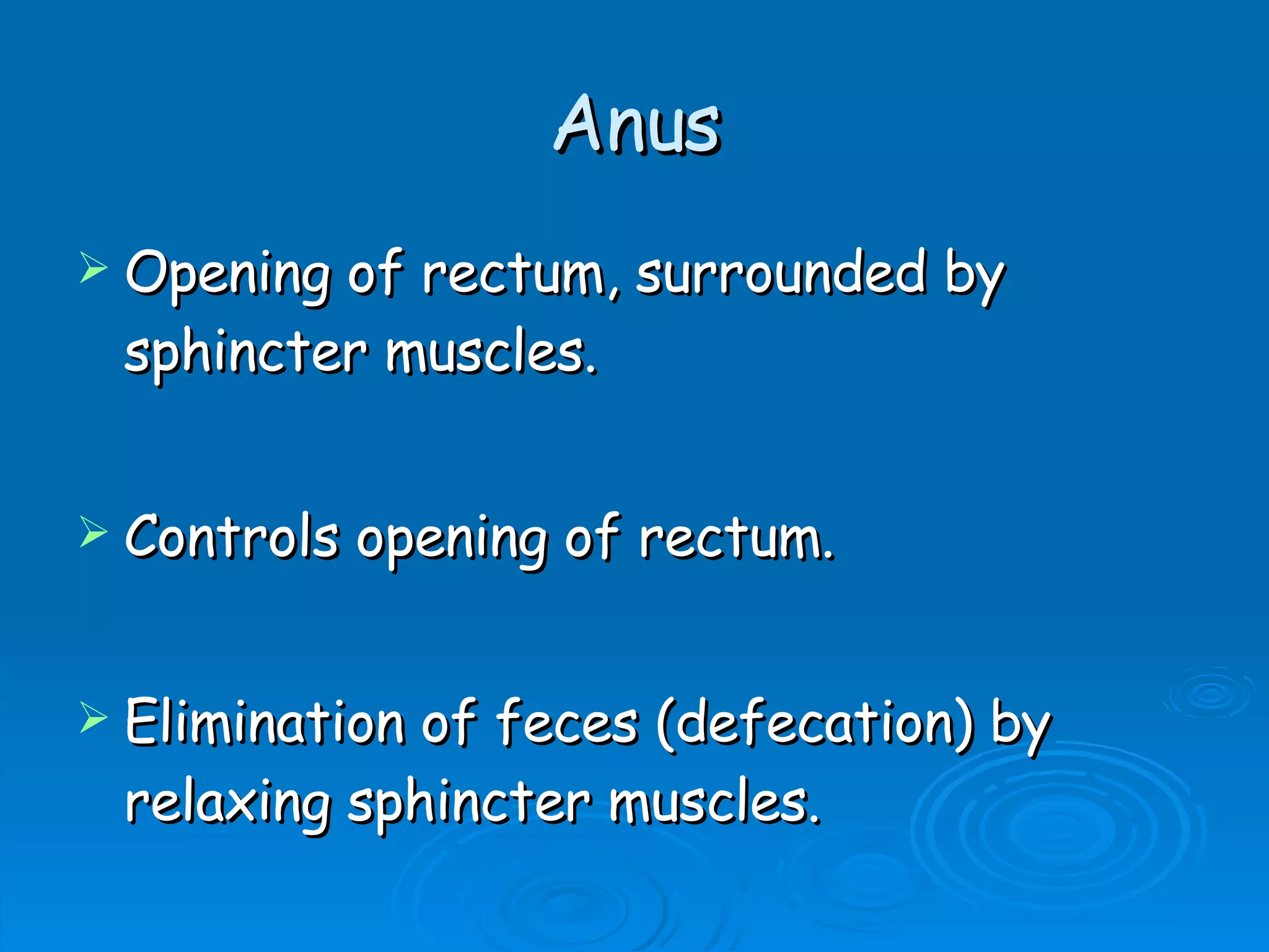 Anus Opening of rectum, surrounded by sphincter muscles. Controls opening of rectum. Elimination of feces (defecation) by relaxing sphincter muscles.  