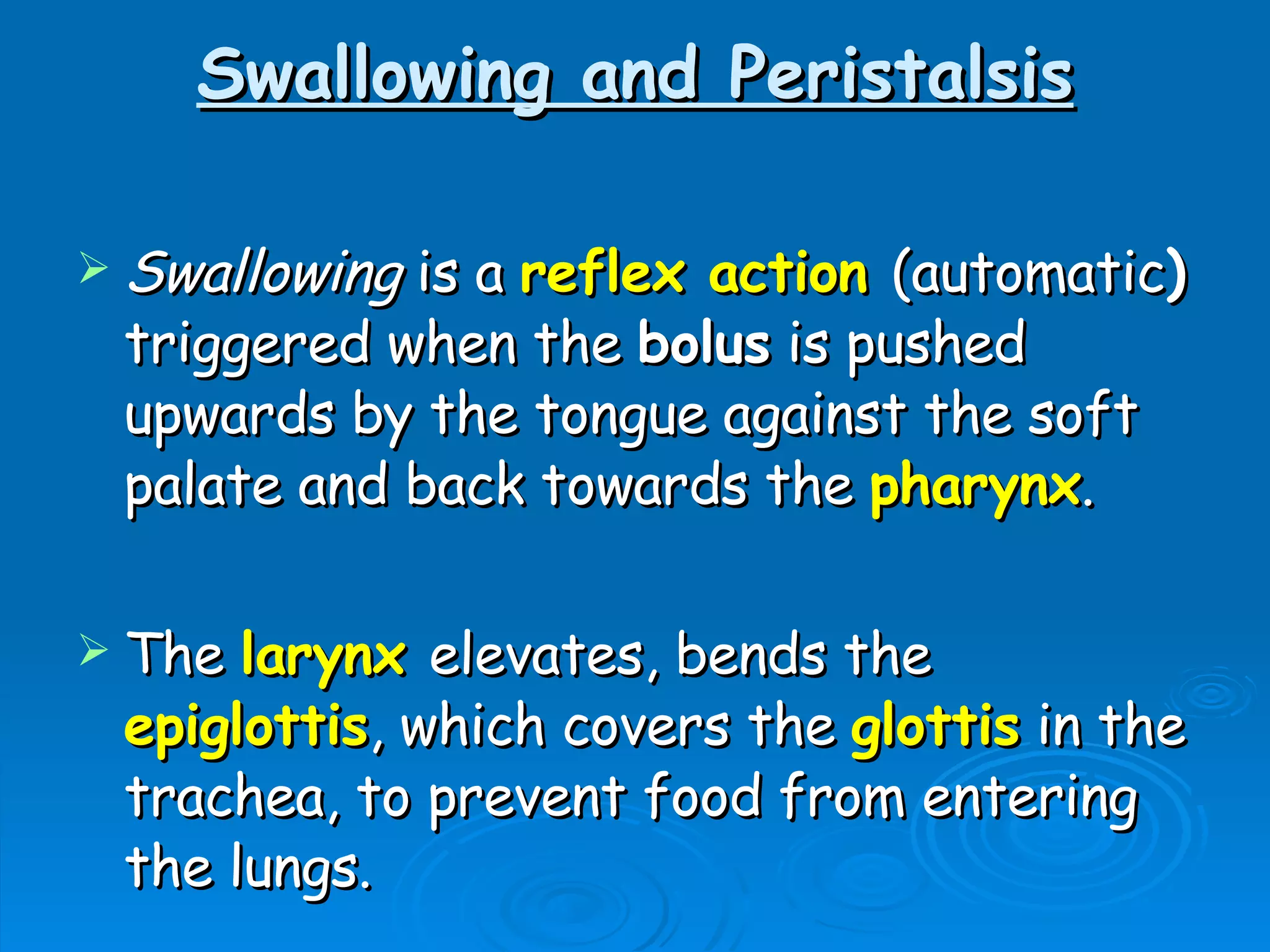 Swallowing and Peristalsis Swallowing  is a  reflex action   (automatic )  triggered when the  bolus  is pushed upwards by the tongue against the soft palate and back towards the  pharynx . The  larynx   elevates, bends the  epiglottis , which covers the  glottis  in the trachea, to prevent food from entering the lungs. 