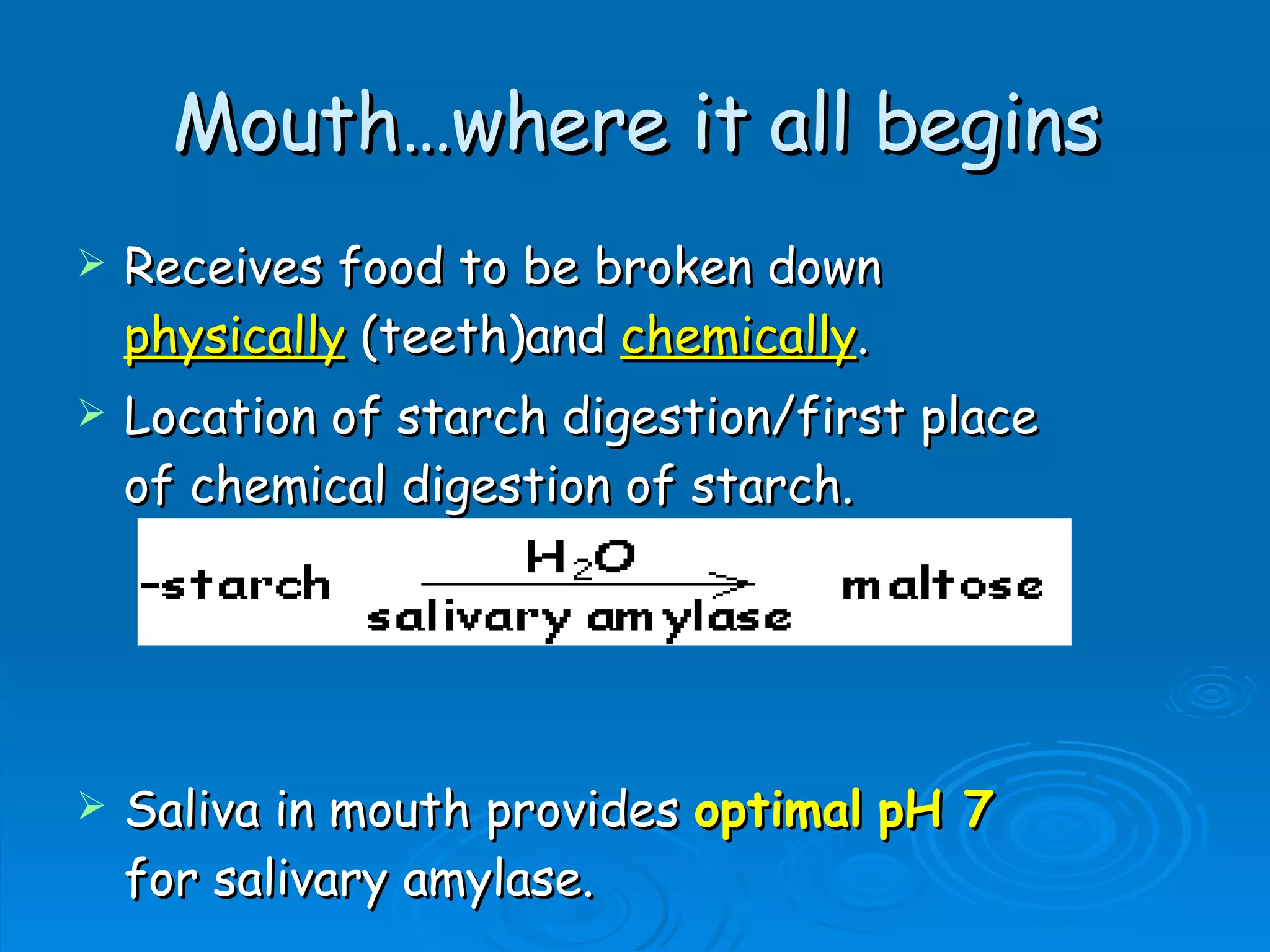 Mouth…where it all begins Receives food to be broken down  physically  (teeth)and  chemically . Location of starch digestion/first place of chemical digestion of starch.  Saliva in mouth provides  optimal   pH 7  for salivary amylase.  