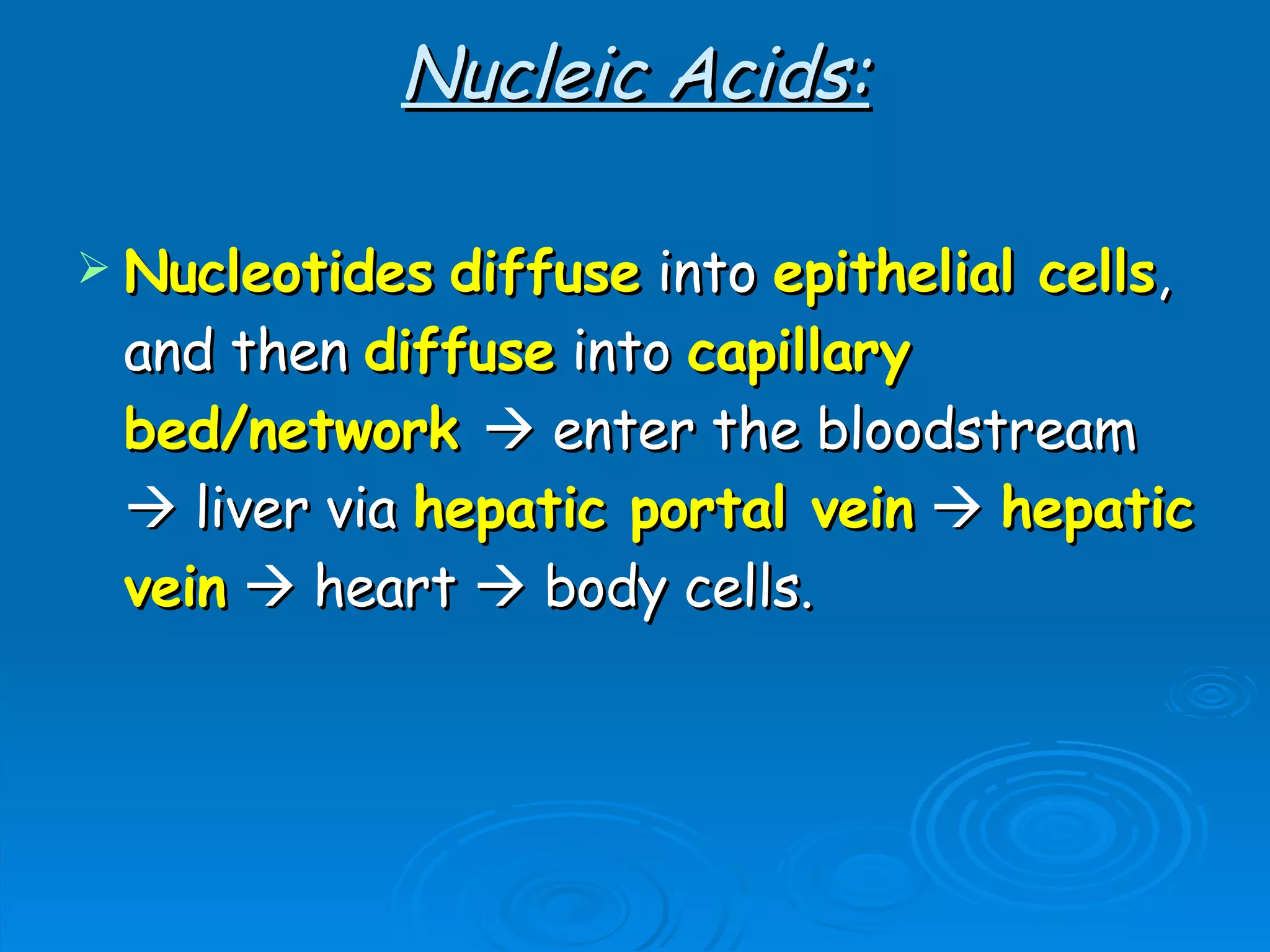 Nucleic Acids: Nucleotides   diffuse  into  epithelial cells , and then  diffuse   into  capillary   bed/network     enter the bloodstream    liver via  hepatic portal vein      hepatic vein     heart    body cells. 
