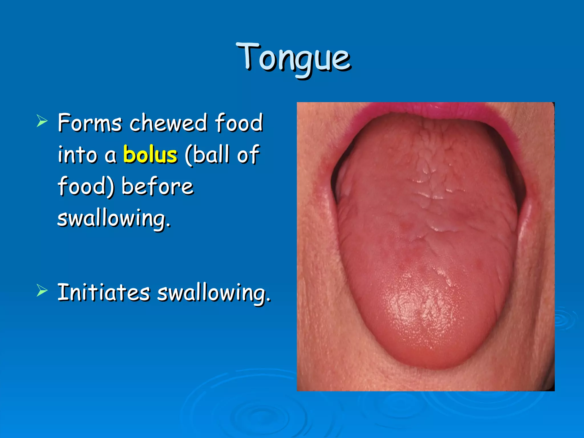 Tongue Forms chewed food into a   bolus  (ball of food) before swallowing. Initiates swallowing.  