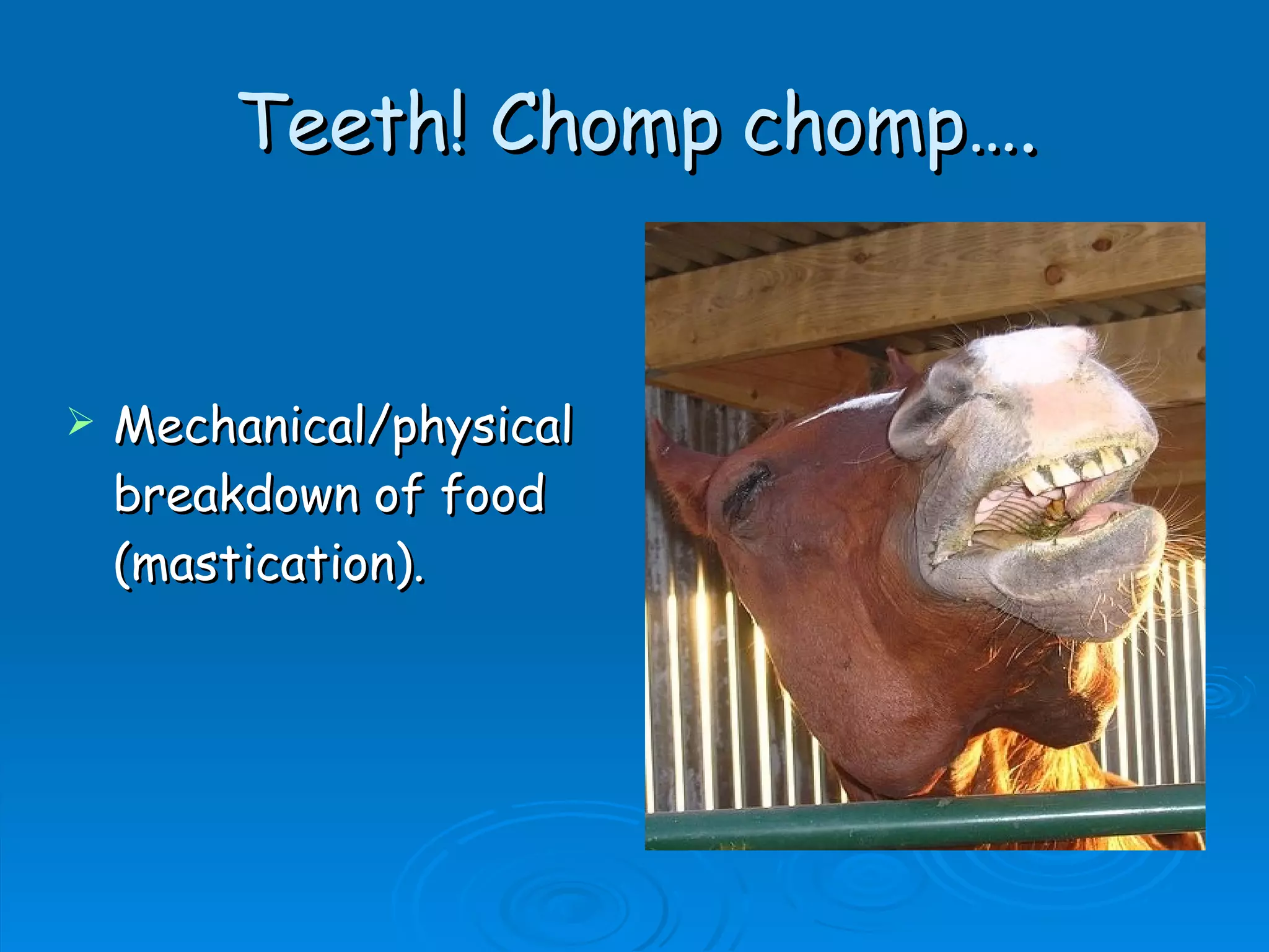 Teeth! Chomp chomp…. Mechanical/physical breakdown of food (mastication).  