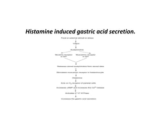 Histamine induced gastric acid secretion.
 